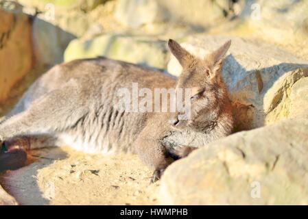 Piccolo canguro di posa e di dormire al sole, primo piano Foto Stock