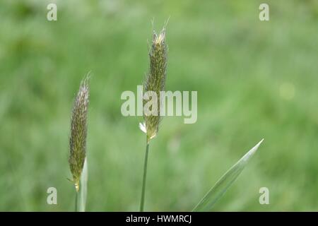 Due seedheads di Coda di Volpe erba (Alopecurus pratensis) Foto Stock