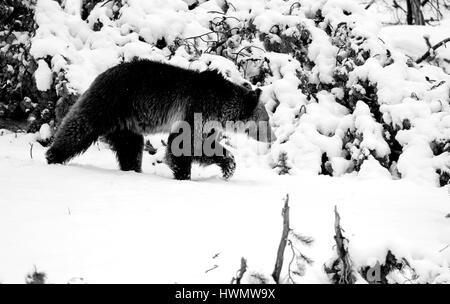 Un orso grizzly passeggiate attraverso un paesaggi innevati, il Parco Nazionale di Yellowstone, Wyoming, 10 maggio 2014. Immagine cortesia Kimberly scudi/Parco Nazionale di Yellowstone. Foto Stock