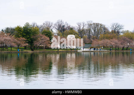 Fiori di Ciliegio lungo il bacino di marea, in Washington, DC. Foto Stock