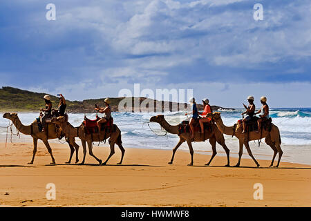 Un gruppo di cammelli sotto selle passeggiate turistiche con piloti come parte di attrazione locale su Stockton Beach in Port Stephens. Famiglia e tempo libero fu Foto Stock