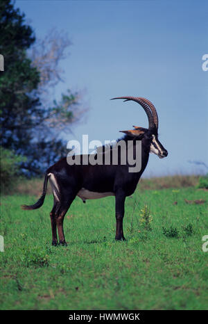 Imponente antilope sabile maschile al Parco Nazionale delle colline di Shimba, Kenya Foto Stock