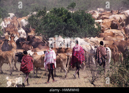 Masai guerrieri con i bovini nei pressi di Masai Mara Game Reserve, in Kenya. Masais sono forse il più famoso di tutte le tribù africane, vive nella grande pianura aperta Foto Stock