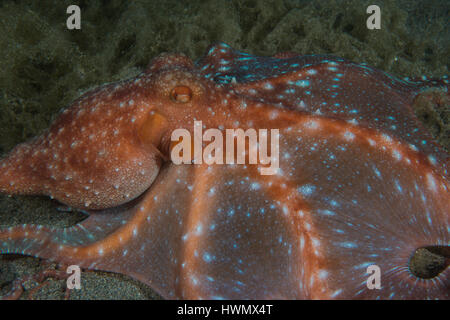 Notte stellata di polpo, Callistoctopus luteus, strisciando lungo il fondale, Anilao, Luzon, Guimaras Strait, Filippine Foto Stock
