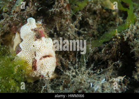 Rana pescatrice verniciato, Anilao, Antennarius pictus, nasconde in alghe marine, Luzon, Guimaras Strait, Filippine Foto Stock