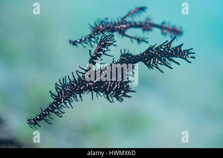 Coppia di ornati in Ghost Pipefish, Solenostomus paradoxus, nuoto, Anilao, Luzon, Guimaras Strait, Filippine Foto Stock