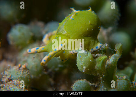 Coppia di lumache di mare, Oxynoe viridis, su alga verde, Caulerpa racemosa, Anilao, Luzon, Guimaras Strait, Filippine Foto Stock