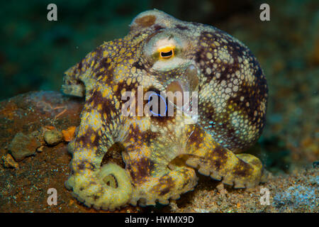 Un veleno Ocellate Octopus, Amphioctopus siamensis, sul fondale, Anilao, Luzon, Guimaras Strait, Filippine Foto Stock