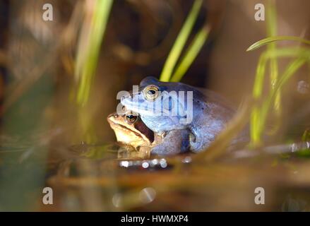 Processo di allevamento moorfrog (Rana arvalis) Foto Stock