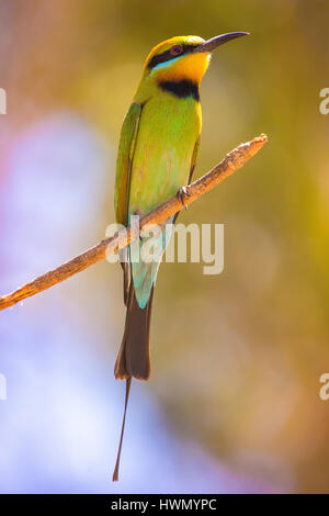 Rainbow Gruccione (Merops ornatus) Foto Stock