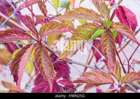 Foglie di maiden uve in autunno Foto Stock