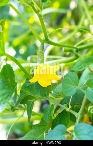 Verde giovane cetriolo crescente sulla levetta Foto Stock