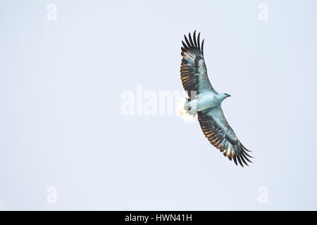 Bianco-Sea-Eagle panciuto Foto Stock