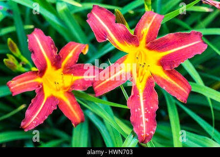 Bella daylilies crescente in giardino Foto Stock