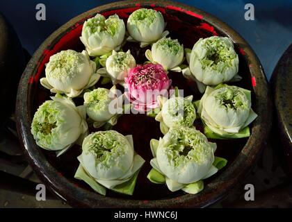 Cambogia, Phnom Penh, fiori di loto per le offerte Foto Stock