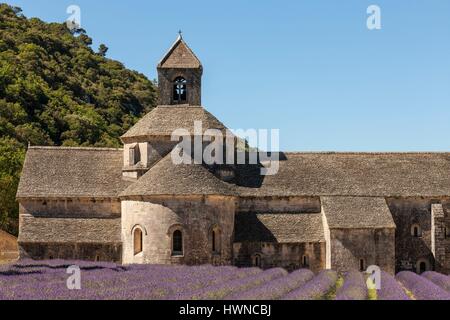 Francia, Vaucluse, comune di Gordes, campo di lavanda di fronte all'abbazia di Notre-dame de Sénanque del XII secolo Foto Stock