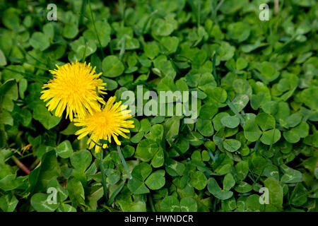 Focus su due denti di leoni in verde trifoglio selvatiche di prato. Molla suggestiva immagine di allergie, prato lavoro, ripulendo dalle erbacce, outdoor il lavoro o il gioco. Foto Stock