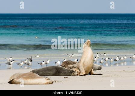 In Australia, in Sud Australia, Kangaroo Island, Seal Bay Wildlife Sanctuary riserva, Australian Sea Lion (Neophoca cinerea) Foto Stock