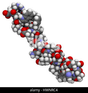 Simile a glucagone il peptide 1 (GLP1, 7-36) molecola, rendering 3D. Gli atomi sono rappresentati come sfere con i tradizionali colori: idrogeno (bianco), carbonio Foto Stock