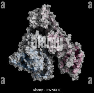 Albumina di siero umano proteina, rendering 3D. Cartoon rappresentazione combinata con semi-superfici trasparenti. Foto Stock