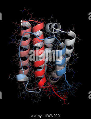 Interferone alfa 2a (IFNA2) molecola, rendering 3D. Interferone pegilato analoghi di questa citochina sono utilizzati per il trattamento di epatite B e C le infezioni. Cartoon & wiref Foto Stock