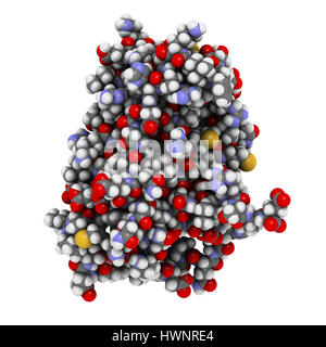 Interferone alfa 2a (IFNA2) molecola, rendering 3D. Interferone pegilato analoghi di questa citochina sono utilizzati per il trattamento di epatite B e C le infezioni. Gli atomi sono offrono Foto Stock