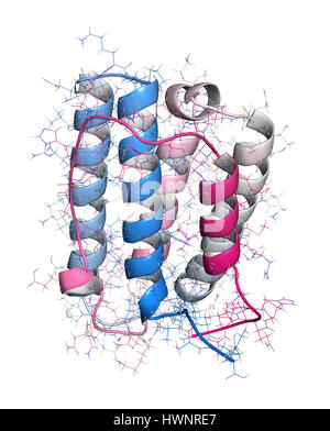 Interferone alfa 2a (IFNA2) molecola, rendering 3D. Interferone pegilato analoghi di questa citochina sono utilizzati per il trattamento di epatite B e C le infezioni. Cartoon & wiref Foto Stock