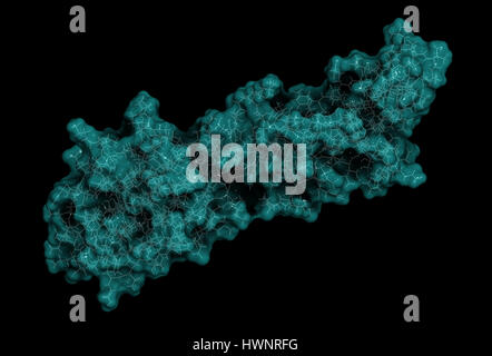 La morte programmata-ligando 1 (PD-L1), proteina, rendering 3D. Prodotto da tumore per sopprimere il sistema immunitario. Bloccanti del PD-L1 e PD-1 interazione un Foto Stock