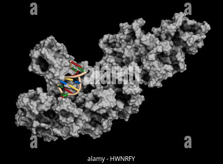 La Taq polimerasi (Thermus aquaticus polimerasi) enzima legato al DNA, rendering 3D. Proteina usata nella PCR (reazione a catena della polimerasi), un essenziale biotech Foto Stock