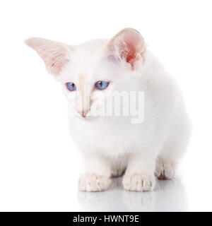 Blue eye siamese Gattino, isolato su bianco Foto Stock