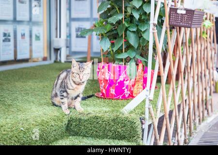 Gatto randagio nella porta anteriore di un negozio, Asia, inverno Foto Stock