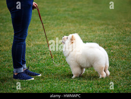 Cucciolo bianco Alabai passeggiate per dog show Foto Stock