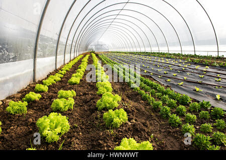 Interno di una serra agricola o di un tunnel con lunghi filari di fresco verde insalata primavera piantine coltivate per la tavola con lattuga e Foto Stock