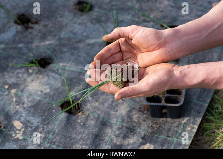 Il bracciante il trapianto di piantine di porro in un letto aperto cullano una giovane pianta nel palmo della sua mano la visualizzazione di esso per la fotocamera Foto Stock