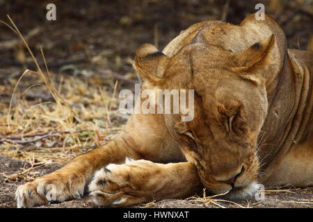 Dormire leonessa panthera leo in Mfuwe area della South Luangwa National Park, Orientale Zambia Foto Stock