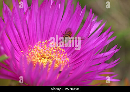 Hover wasp o posizionare il cursore del mouse fly episyrphus balteatus su un hottentot fig carpobrotus edulis in Italia in primavera Foto Stock
