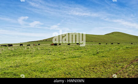 Vista panoramica di un pascolo presso il Ranch Rush Open Space, Fairfield, California, Stati Uniti d'America, con il verde erba invasiva che dura solo un paio di settimane Foto Stock