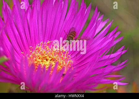 Hover wasp o posizionare il cursore del mouse fly episyrphus balteatus su un hottentot fig carpobrotus edulis in Italia in primavera Foto Stock