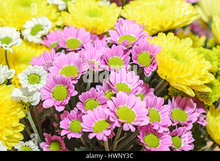 Giallo, bianco e malva crisantemi bouquet di fiori, composizioni floreali con mamme o chrysanths, vicino. Foto Stock