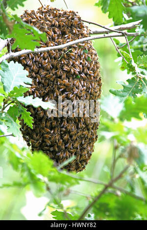 Uno sciame di api mellifere apis mellifera appeso a un albero di quercia quercus agli inizi di maggio in Italia Foto Stock