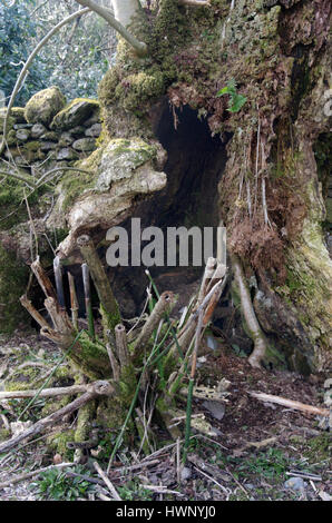 Vecchia base di tronco di albero morto, Grasmere, Lake District, Cumbria, Inghilterra Foto Stock