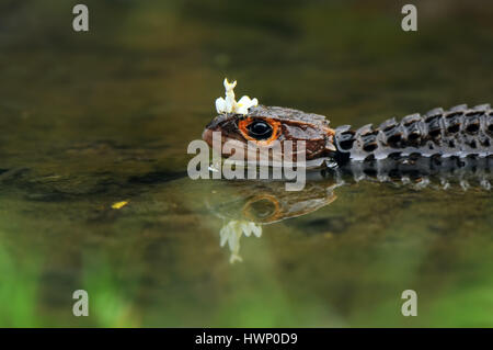 Mantis e croc skink Foto Stock