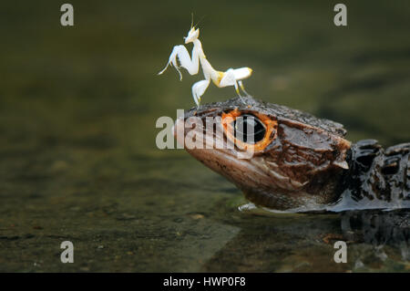 Mantis e croc skink Foto Stock