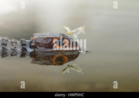 Mantis e croc skink Foto Stock