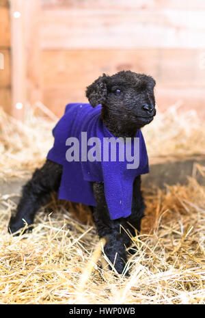 Un giorno di età neonato agnello nero in un blanket di blu all'interno di un fienile Foto Stock