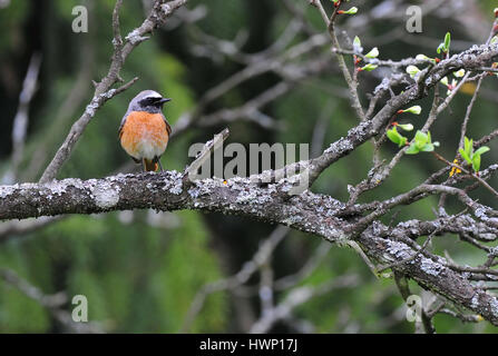 Redstart comune, in piedi su un ramo Foto Stock