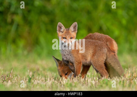 Foto di due volpi rosse in un campo Foto Stock