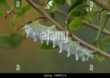 Götterbaum-Spinner, Götterbaumspinner, Ailanthus-Spinner, Ailanthusspinner, Raupe, Samia cynthia, silkmoth Ailanthus, Caterpillar, Le bombice de l'aila Foto Stock