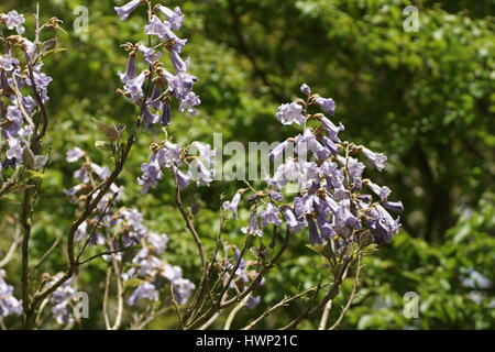 Paulownia tomentosa Foto Stock