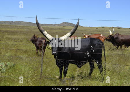 Ankole-Watusi bull in piedi con la mandria Foto Stock